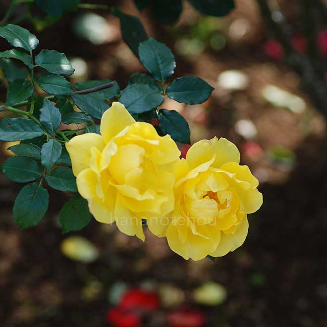 バラ 黄金|花の手帖の薔薇図鑑