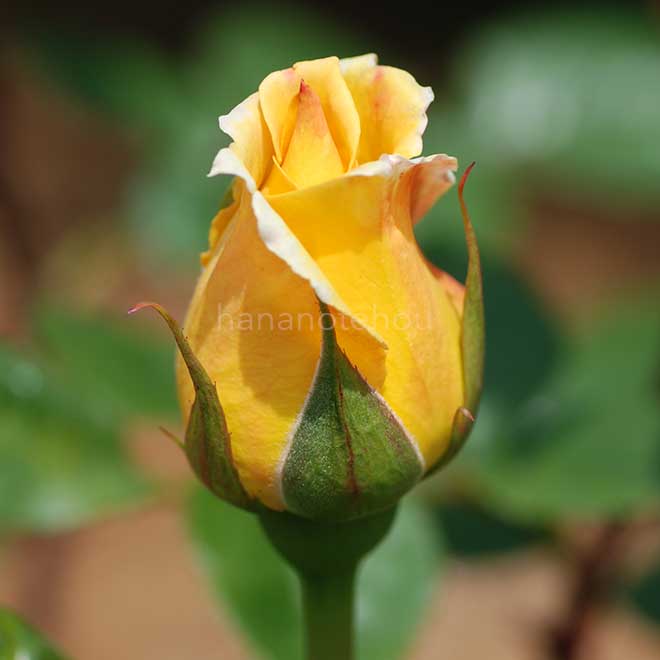 バラ 黄金|花の手帖の薔薇図鑑