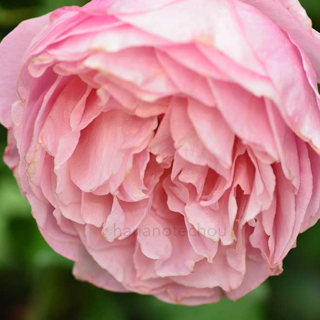 バラ 小春|花の手帖の薔薇図鑑