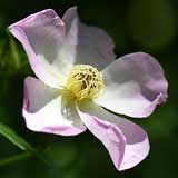 バラ 小春日和|花の手帖の薔薇図鑑