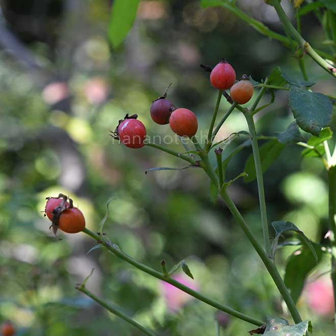 バラ 小春日和の実｜花の手帖の薔薇図鑑