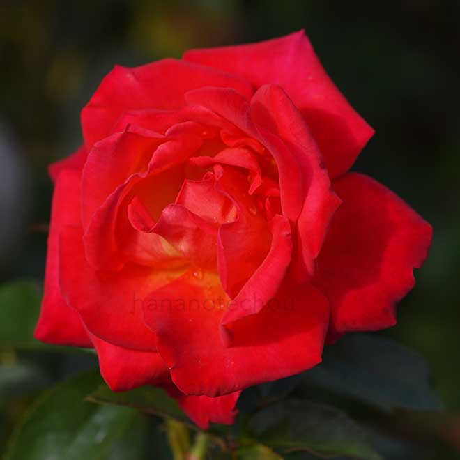 バラ 光彩｜花の手帖の薔薇図鑑