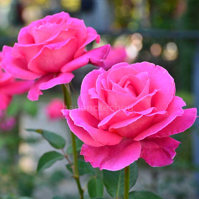 バラ 恋心｜花の手帖の薔薇図鑑