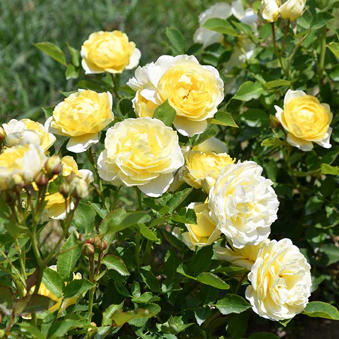 バラ |花の手帖の薔薇図鑑