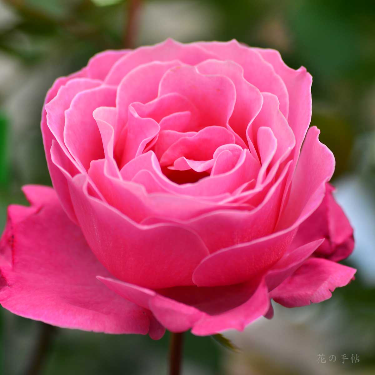 バラ 恋結び|花の手帖の薔薇図鑑