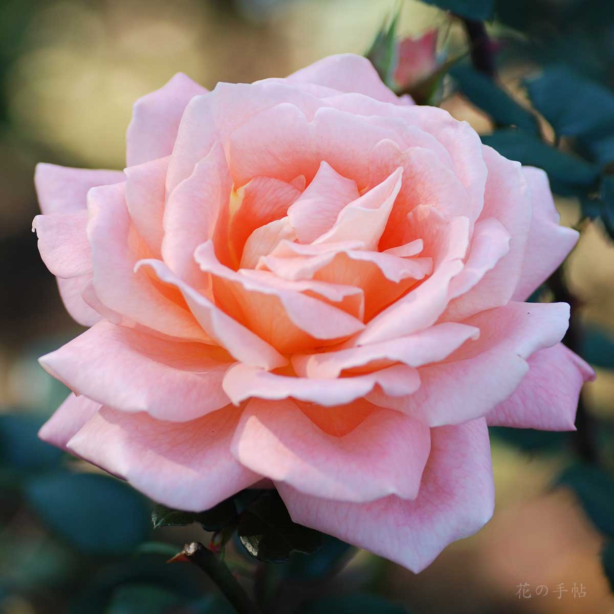 バラ こいさん｜花の手帖の薔薇図鑑