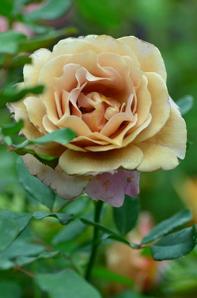 バラ ココロコ|花の手帖の薔薇図鑑