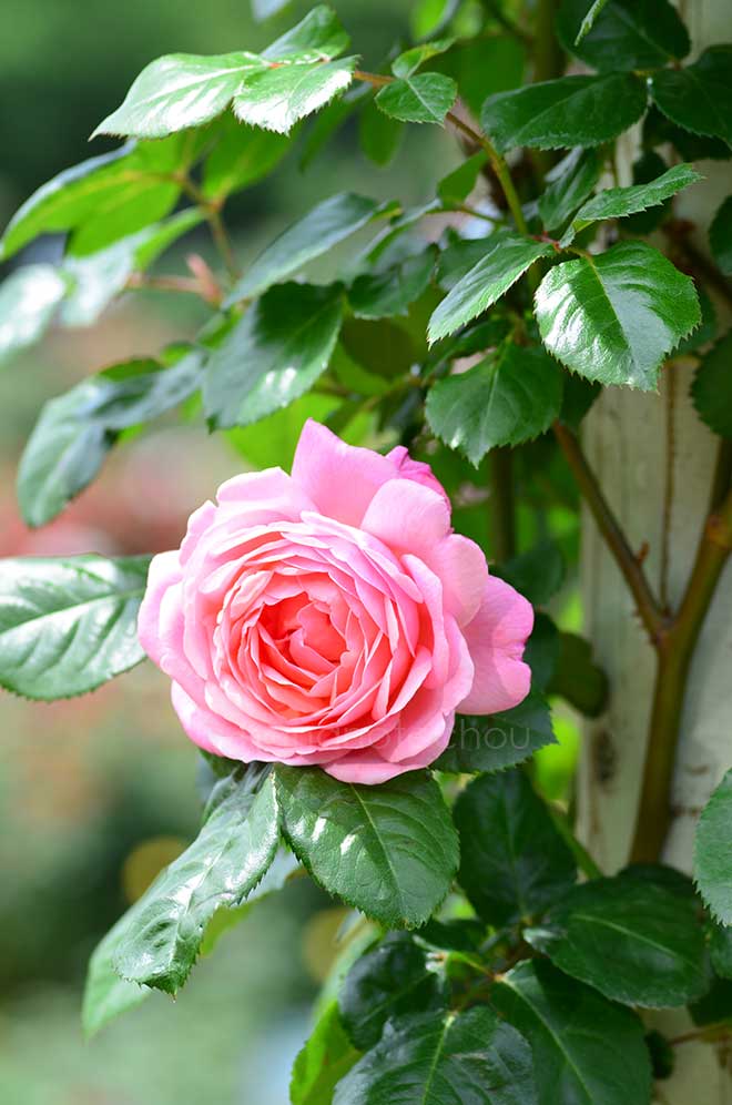 バラ ケルナー フローラ｜花の手帖の薔薇図鑑