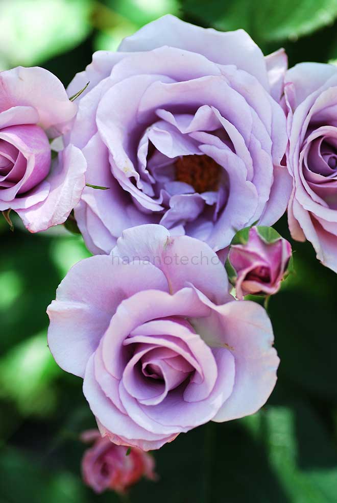 バラ ケルナー カーネヴァル｜花の手帖の薔薇図鑑