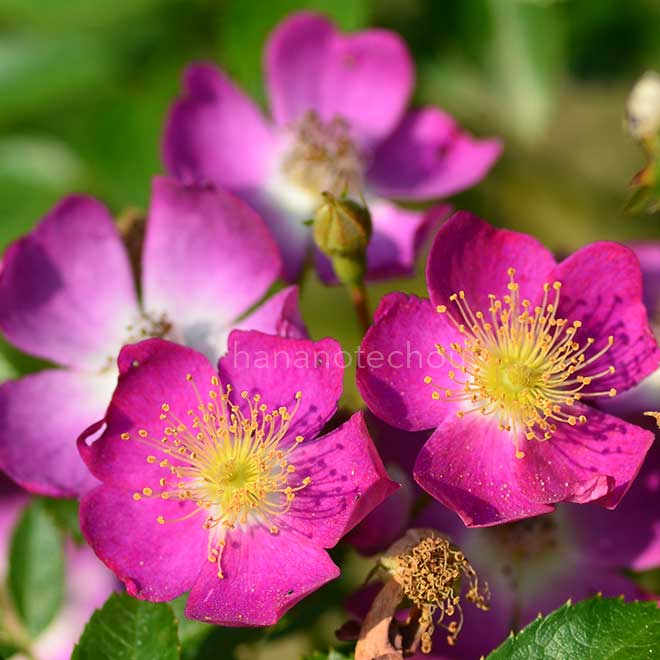 バラ 小紫｜花の手帖の薔薇図鑑