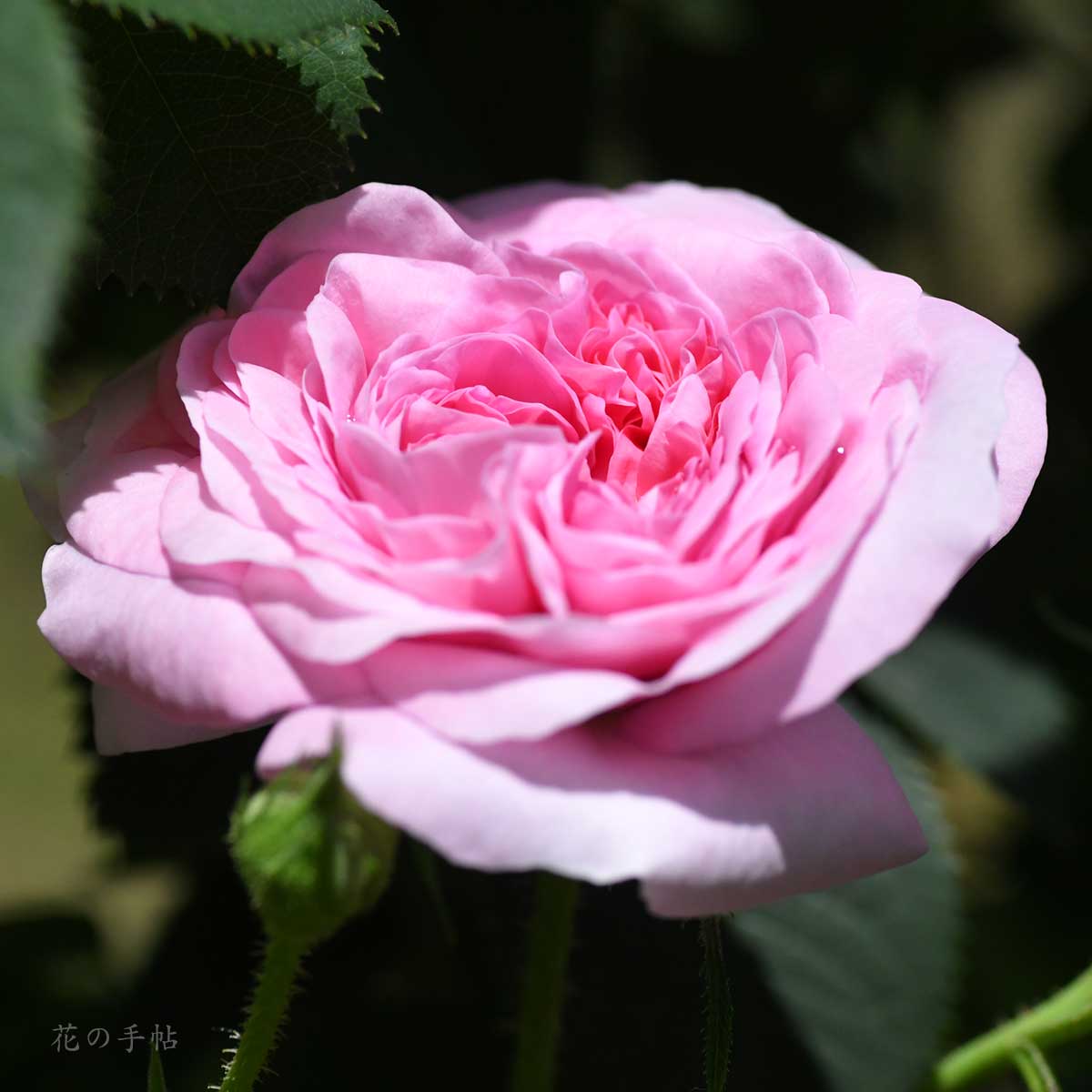 バラ ケニギン フォン デンマーク｜花の手帖の薔薇図鑑