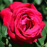 バラ コンラート アデナウアーズ ローズ｜花の手帖の薔薇図鑑