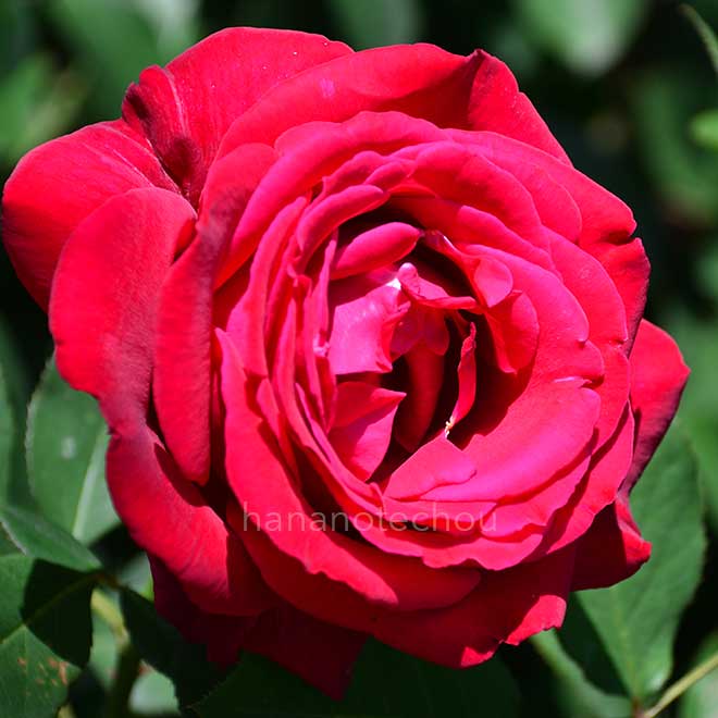 バラ コンラッド アデナウアー ローズ｜花の手帖の薔薇図鑑