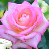 バラ |花の手帖の薔薇図鑑