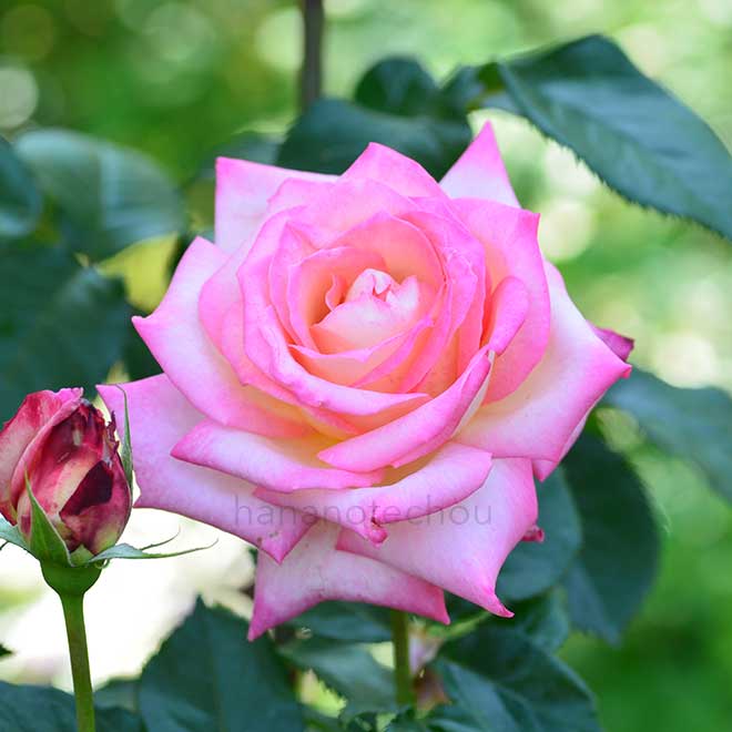 バラ コルデス パーフェクター｜花の手帖の薔薇図鑑