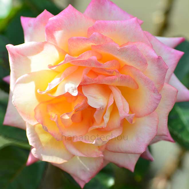 バラ コルデス パーフェクター｜花の手帖の薔薇図鑑