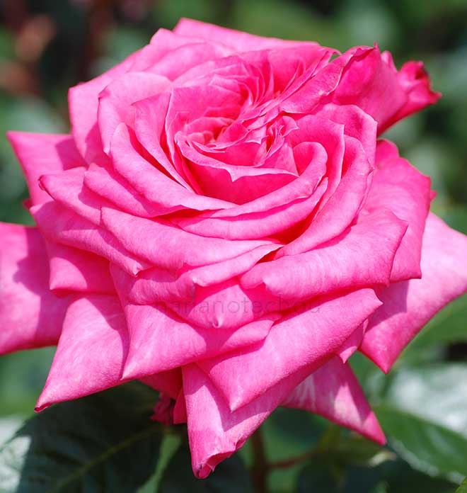 バラ コルデス パーフェクター ズーペリオア｜花の手帖の薔薇図鑑