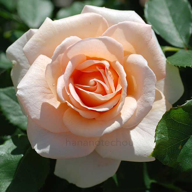 バラ 琴音｜花の手帖の薔薇図鑑