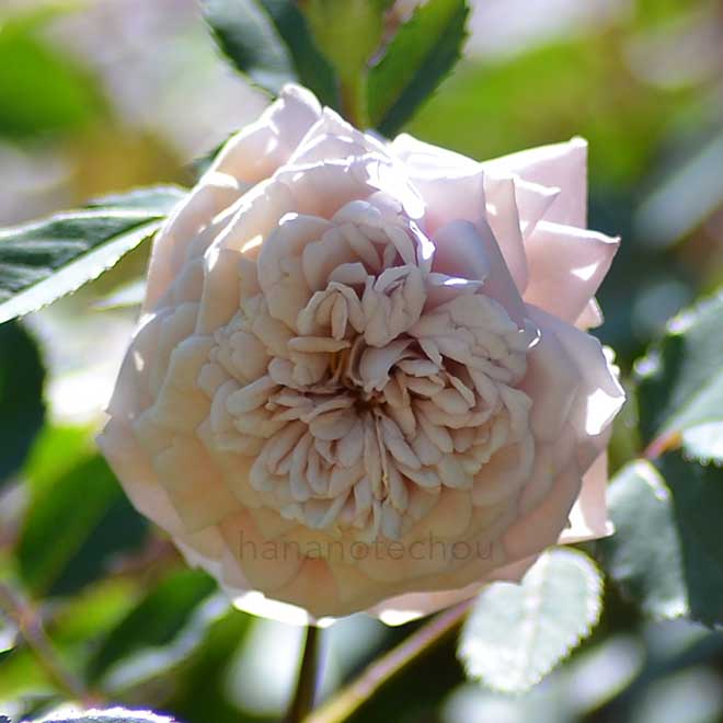 バラ 香茶｜花の手帖の薔薇図鑑