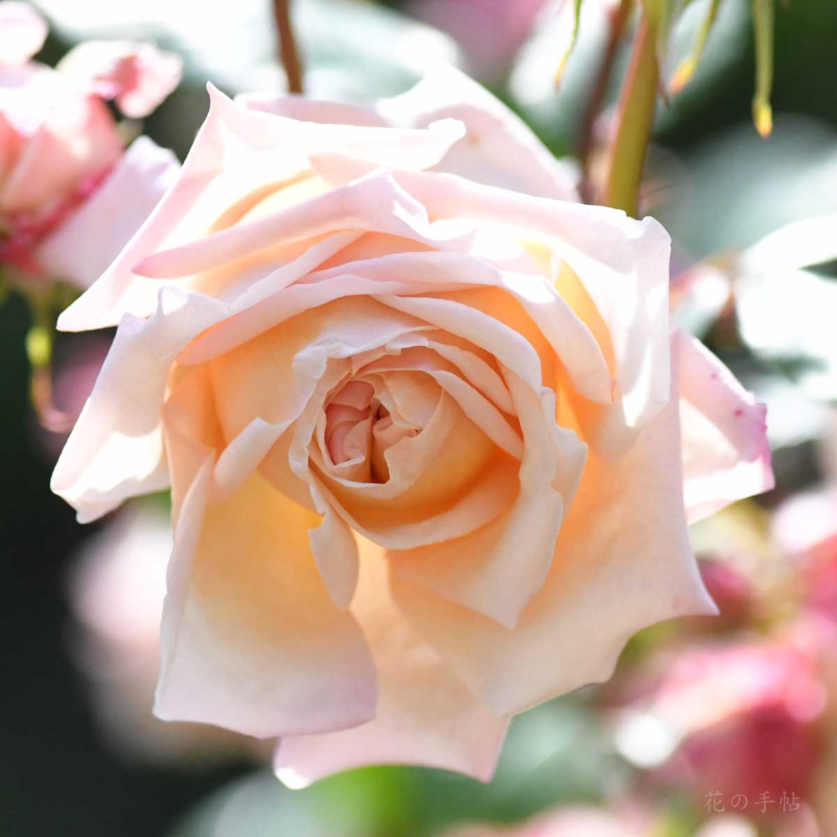 バラ 香粉蓮｜花の手帖の薔薇図鑑