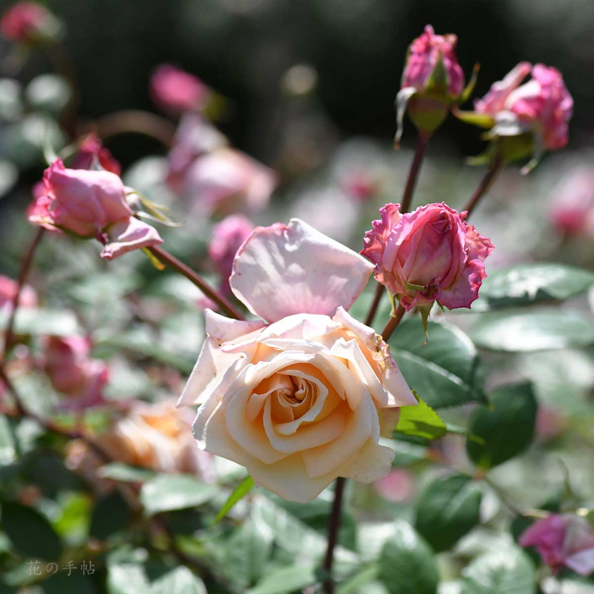 バラ 香粉蓮｜花の手帖の薔薇図鑑