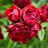 バラ 紅玉|花の手帖の薔薇図鑑