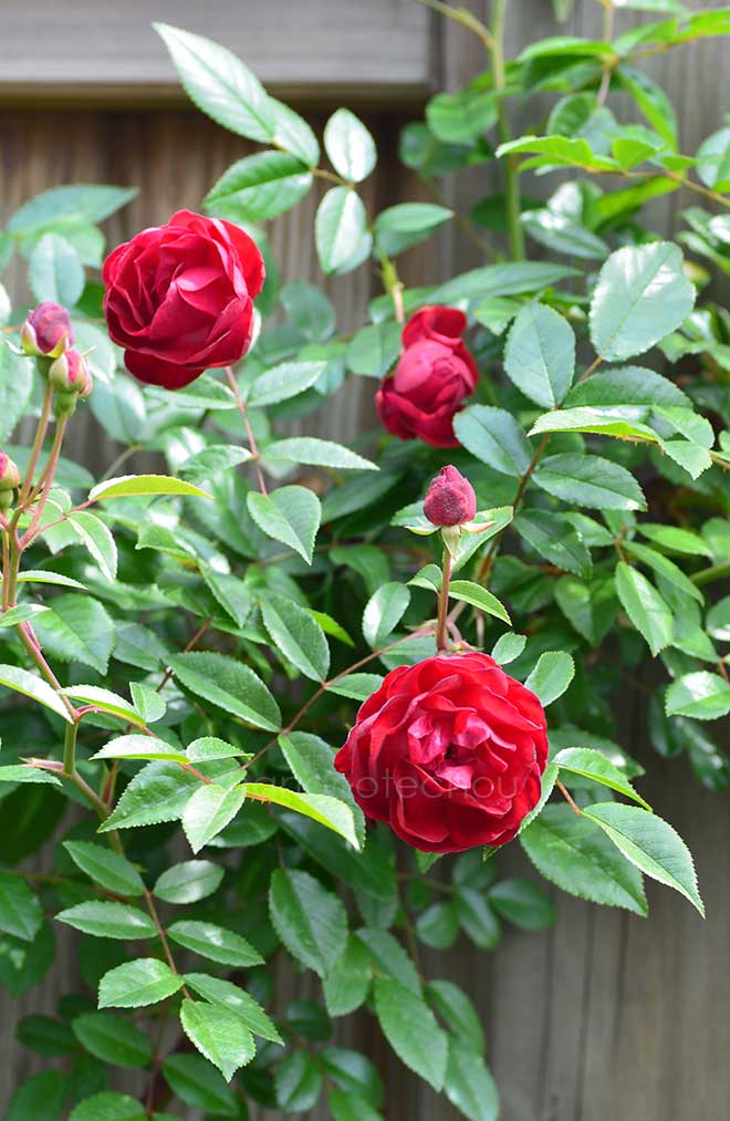 バラ 紅玉|花の手帖の薔薇図鑑
