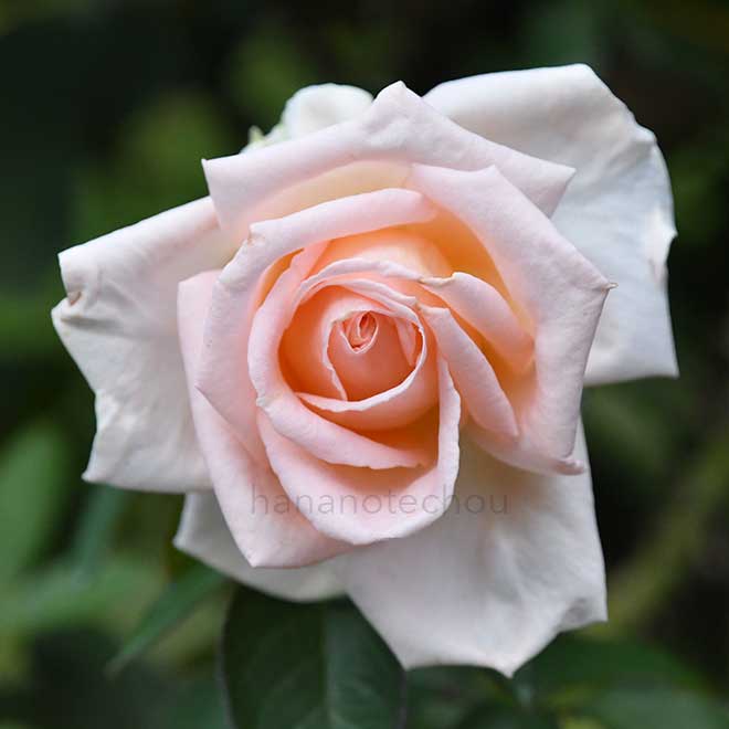 バラ 香貴｜花の手帖の薔薇図鑑