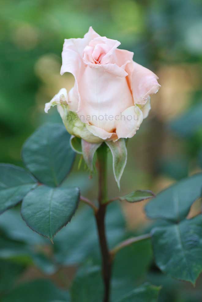 バラ 香貴｜花の手帖の薔薇図鑑