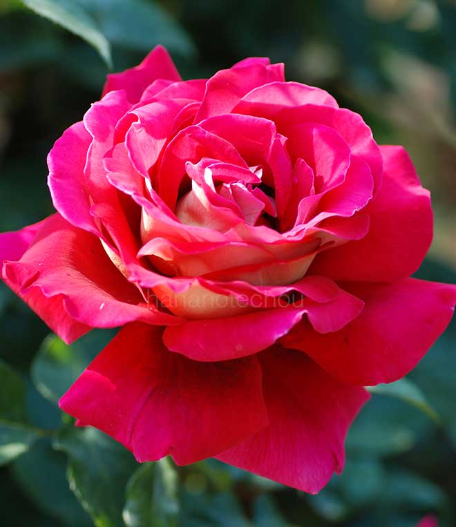 バラ クローネンブルグ|花の手帖の薔薇図鑑