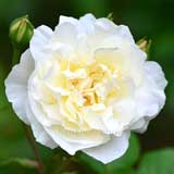 バラ クロンプリンセシンビクトリア｜花の手帖の薔薇図鑑