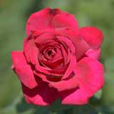 バラ 雲取｜花の手帖の薔薇図鑑