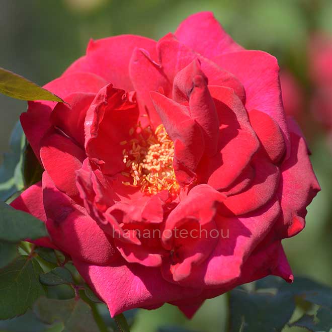 バラ 雲取｜花の手帖の薔薇図鑑