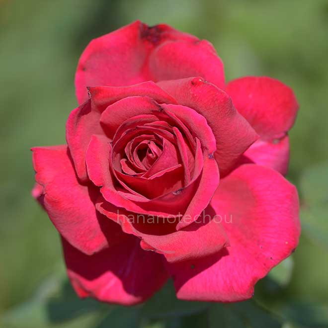 バラ 雲取｜花の手帖の薔薇図鑑
