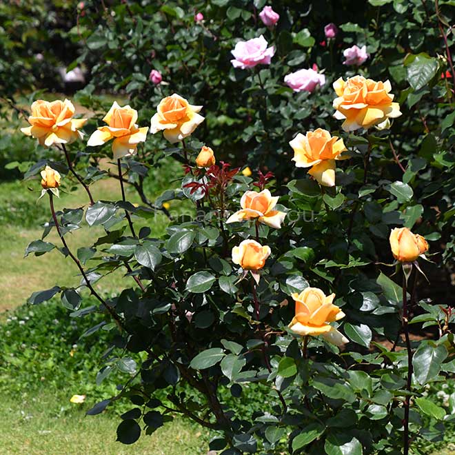 バラ クッパーケニギン｜花の手帖の薔薇図鑑