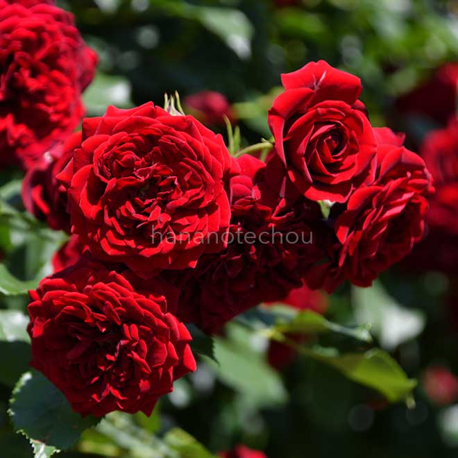 バラ 黒蝶｜花の手帖の薔薇図鑑