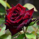 バラ 黒真珠｜花の手帖の薔薇図鑑