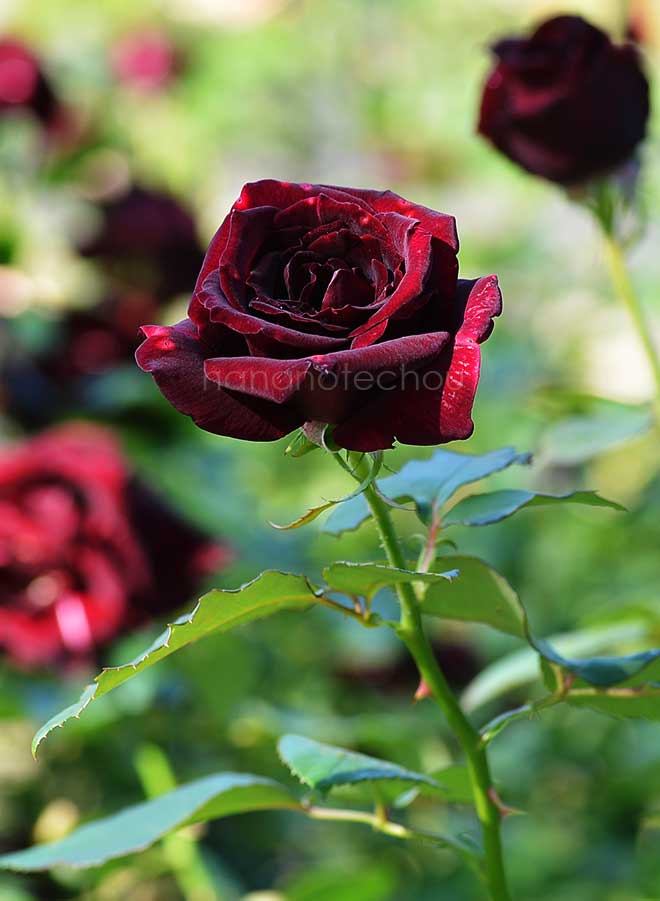 バラ 黒真珠|花の手帖の薔薇図鑑