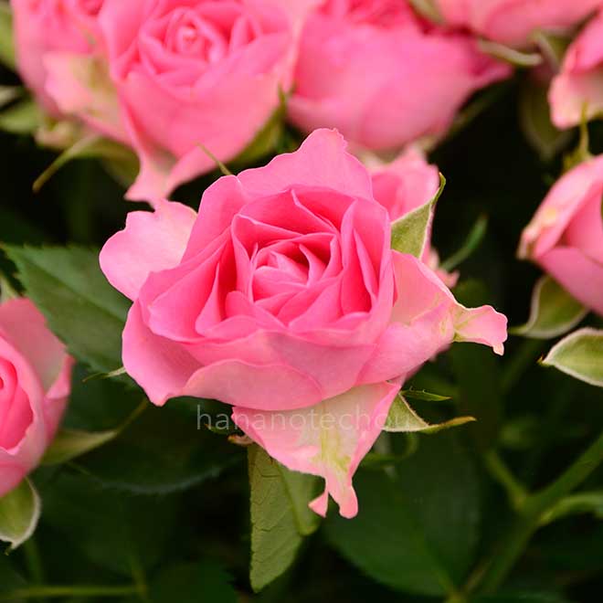 バラ くるる｜花の手帖の薔薇図鑑