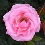 バラ　クイーンエリザベス｜花の手帖の薔薇図鑑