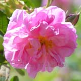 バラ カトルセゾン｜花の手帖の薔薇図鑑