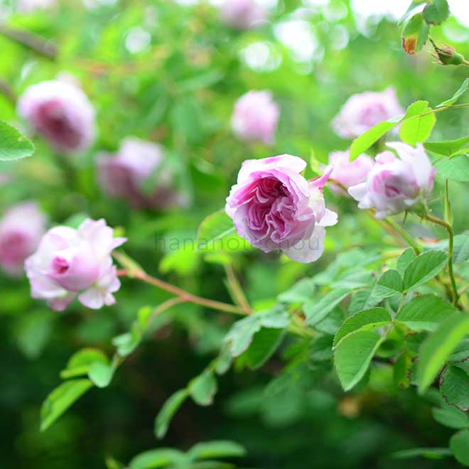 バラ カトル セゾン｜花の手帖の薔薇図鑑