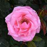 バラ クイーン エリザベス|花の手帖の薔薇図鑑