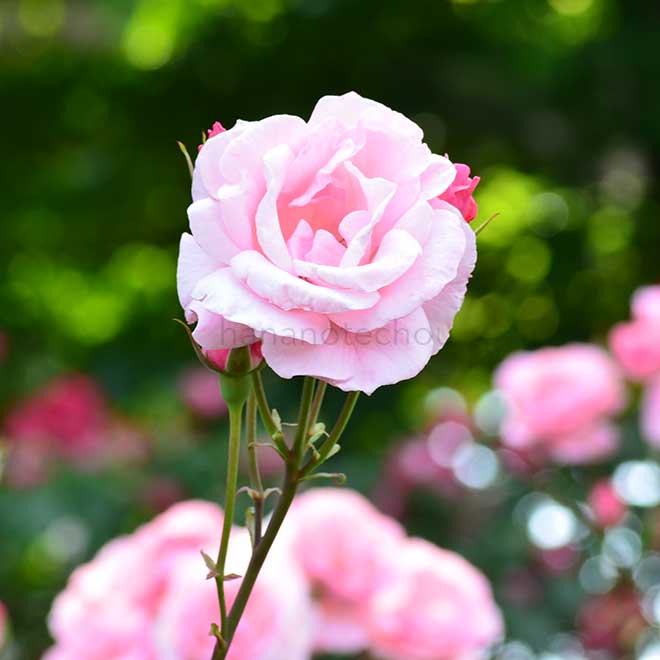 バラ クイーン エリザベス｜花の手帖の薔薇図鑑