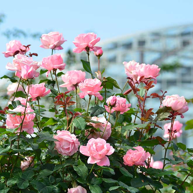 バラ クイーン エリザベス｜花の手帖の薔薇図鑑