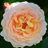 バラ クイーンネフェルティティ|花の手帖の薔薇図鑑