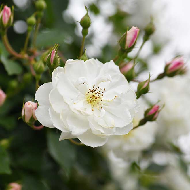 バラ |花の手帖の薔薇図鑑