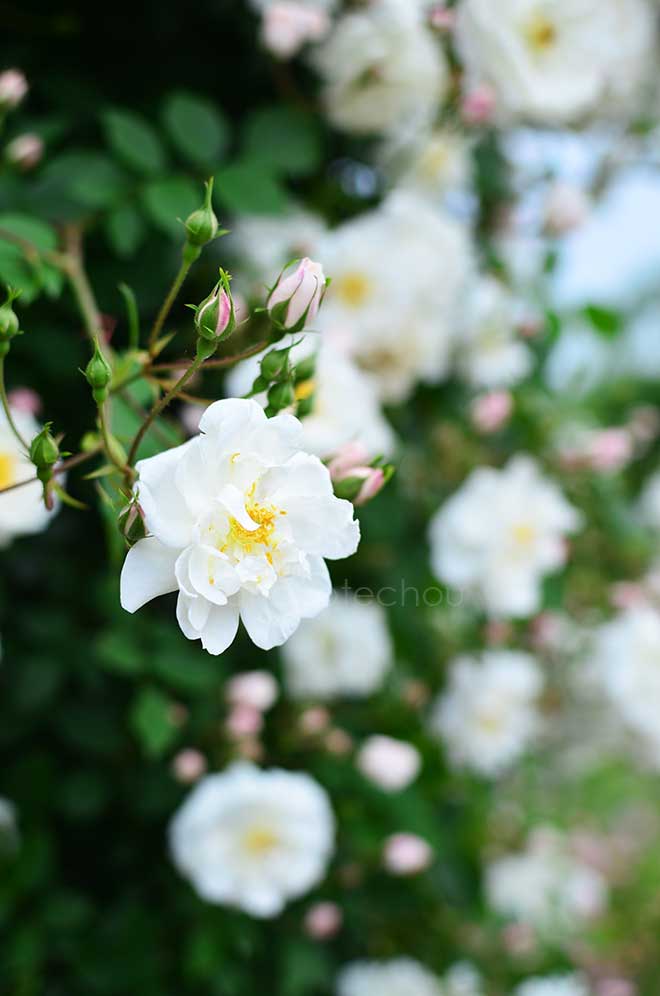 バラ |花の手帖の薔薇図鑑