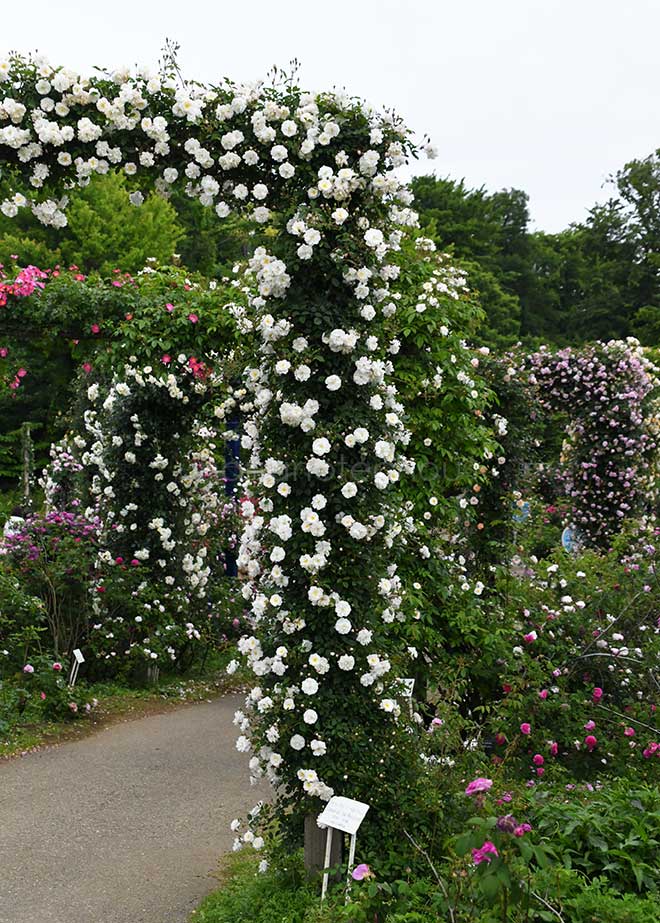 バラ |花の手帖の薔薇図鑑