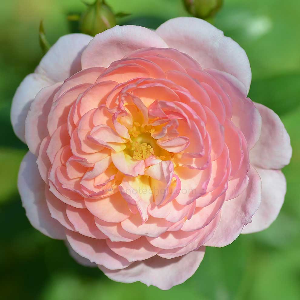バラ クイーンズ ロンドン チャイルド｜花の手帖の薔薇図鑑